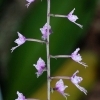 Stenoglottis longifolia